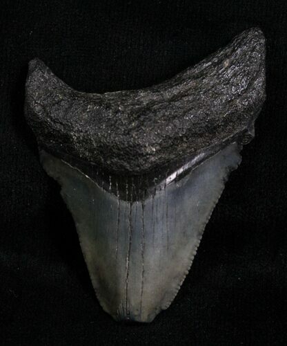 Bargain Megalodon Tooth - Florida #5466